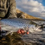 Vissen op Zeeforel